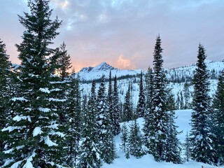 Snowy Pine Forest at Sunset in the Rocky Mountains