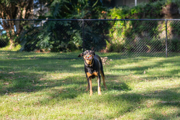 a happy dog standing in a park with a ball in his mouth