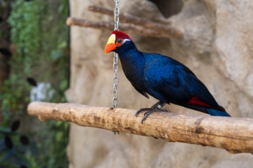 A beautiful dark blue turaco perched on a log.