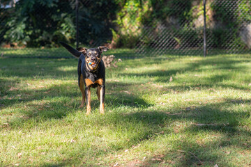 a happy dog standing in a park with a ball in his mouth
