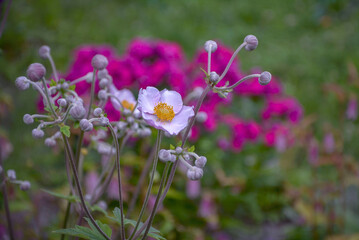 Japanese anemone against the background of phloxes, blooming in the garden.