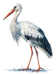 white stork 