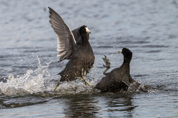 Pair of American coots fighting in a lake.