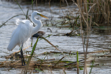 Great egret standing on plants in a lake.