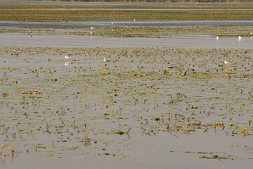 A large body of water with many plants and birds