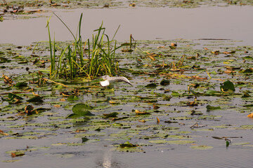 A bird is flying over a pond with lily pads