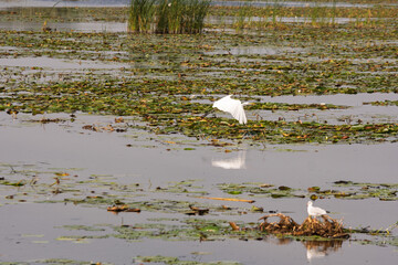 A bird is flying over a pond with lily pads