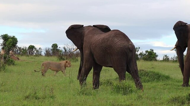 Powerful wild elephants aggressively driving lioness across expansive African savannah grassland during intense wildlife confrontation