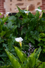 white lillies in bloom in a garden