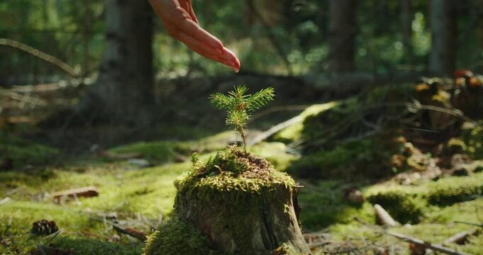 Hand watering young pine sapling on forest stump in Germany in soft natural sunlight to promote growth