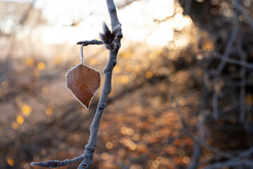 Autumn leaf on frosty branch with blurred background