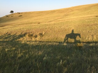 Shadow of a person riding a horse through a golden field 