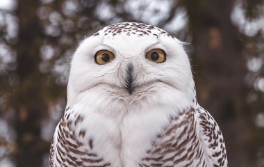 Obraz premium A close-up shot of a snowy owl with its eyes wide open and looking directly at the camera