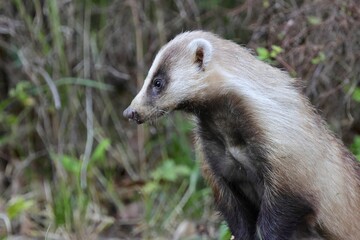 close up of Badger, side of forestry road in national park in Nara, Japan