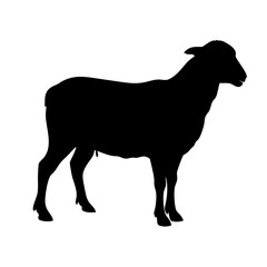 Sheep silhouette vector graphic illustration for farm animals and livestock designs and projects