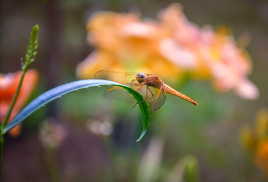 Yellow dragonfly kpunmy plan in the garden.