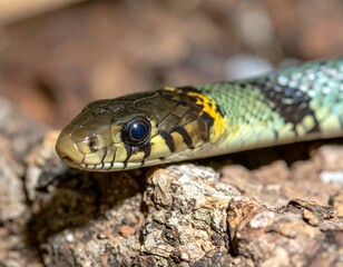 Fototapeta premium Close-up of a vibrant snake's head on textured bark.