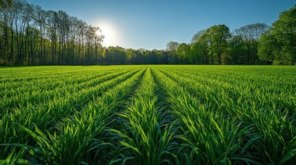 Lush green field stretches to horizon under a bright sun
