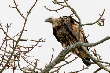 Slender-billed Vulture 