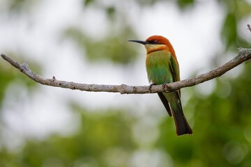 Chestnut headed bee-eater 