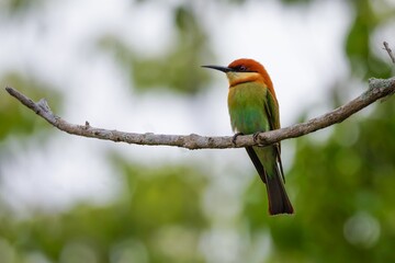 Chestnut headed bee-eater 
