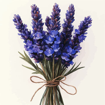 recommend clip art: illustration of Lavender Bunch Tied With Natural String, watercolor vector, isolated on a white background.