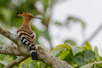 Eurasian hoopoe ( Upupa epops)