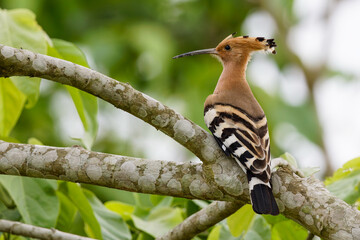 Common hoopoe (Upupa epops)