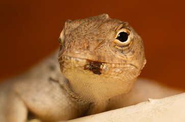 Headshot of small lizard, reptile