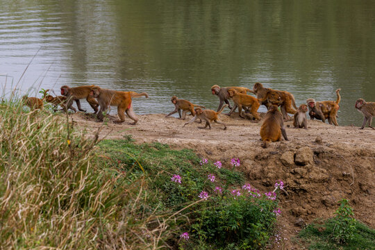 A troop of rhesus monkey 