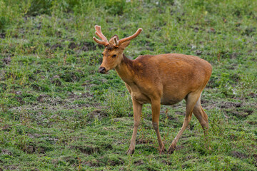 Eastern swamp deer (Rucervus duvaucelii)