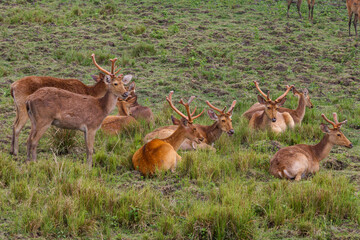 Eastern swamp deer (Rucervus duvaucelii)