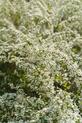 春に咲くユキヤナギの花