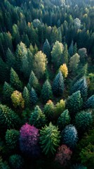 Fototapeta premium Aerial Perspective of Evergreen Forest Canopy Displaying Vibrant Autumnal Shades
