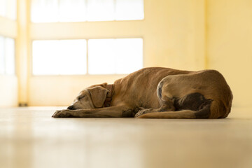 old dog sleepin on cold ground