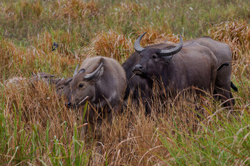 Fototapeta premium buffalo in the wild Bubalus arnee 