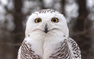 Obraz premium A close-up shot of a snowy owl with its eyes wide open and looking directly at the camera