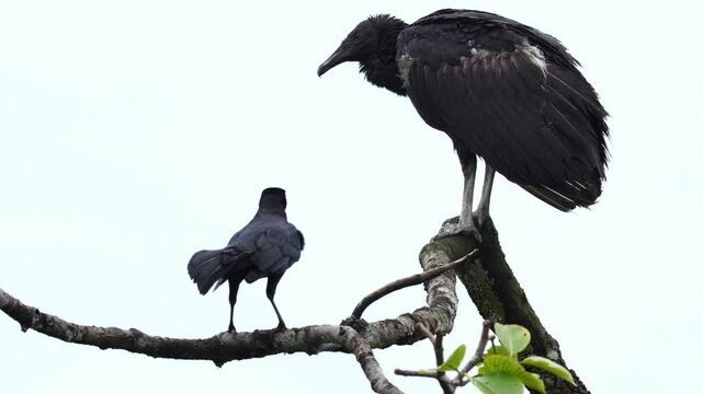 Juvenile Black Vulture (Coragyps atratus) perched with wings outstretched, sunning in a natural tropical habitat. Shows transitional plumage and young behavior.