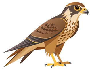 red tailed hawk