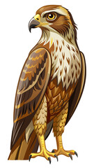 eagle isolated on white background