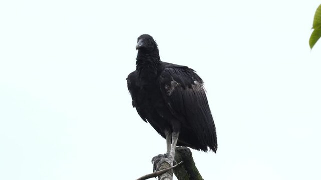 Juvenile Black Vulture (Coragyps atratus) perched with wings outstretched, sunning in a natural tropical habitat. Shows transitional plumage and young behavior.