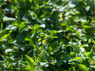 春の森　木の葉が輝く63