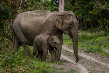 Obraz premium Mother and baby elephant crossing a road at Kaziranga National Park, India 