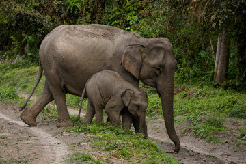 Fototapeta premium Mother and baby elephant crossing a road