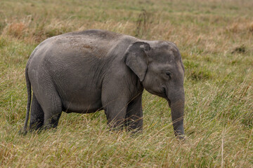 Obraz premium Asian elephant at Kaziranga National Park, India 