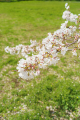 日本の風景｜春に咲く桜の花