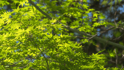 春の森　木の葉が輝く76