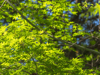 春の森　木の葉が輝く78