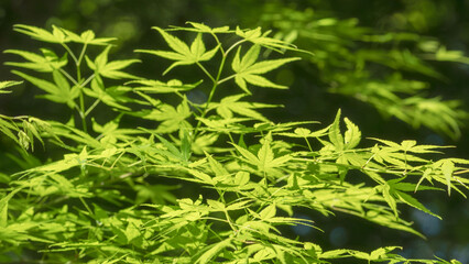 春の森　木の葉が輝く79