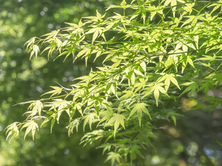 Naklejka premium 春の森 木の葉が輝く82